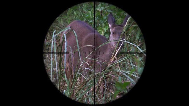 Sambar Deer (Rusa unicolor) Seen in Gun Rifle Scope. Wildlife Hunting. Poaching Endangered, Vulnerable, and Threatened Animals