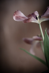 Obraz premium Trauer , Traurigkeit - Verwelkende Tulpe 