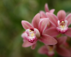 Pink Orchids