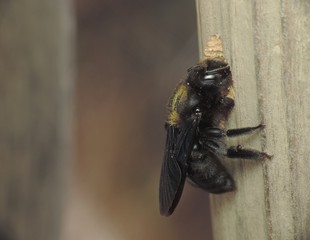 bee carpenter and nest