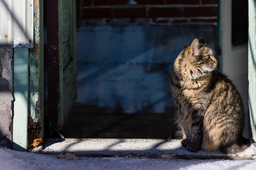 A cat sitting in a  doorway. 