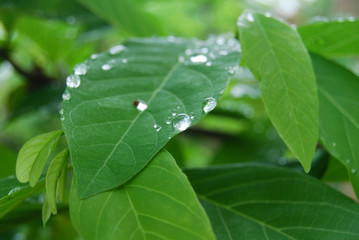 Royalty high quality free stock photo green leaves with raindrops above, abstract blurred background