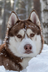 Portrait siberian husky dog with muzzle is covered snow on the winter forest background.