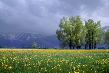 flowering meadows and village landscapes.savsat/artvin/turkey 