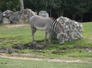 Fototapeta na wymiar Zebra in zoo