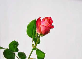 Fototapeta premium Rose on a white background. 