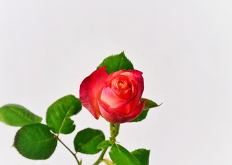 Rose on a white background. 