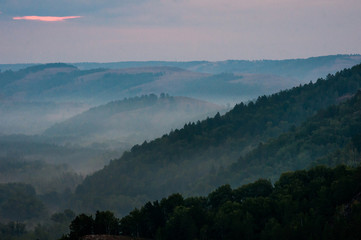 pine forest - valley shrouded in fog in the rays of dawn