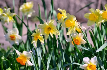 Fototapeta premium Flowers.