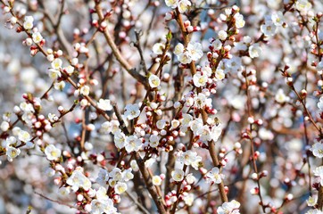 White flowers at the blossom tree