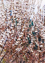 White flowers at the blossom tree