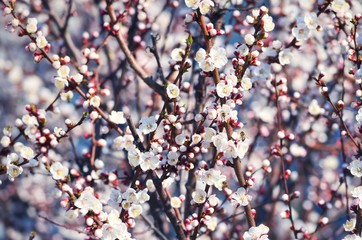 White flowers at the blossom tree