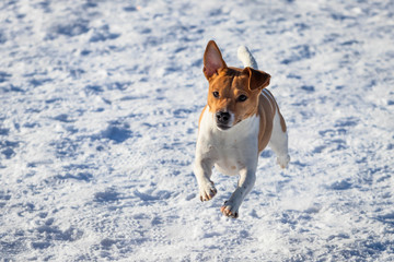 Small dog dashing through a snowy field