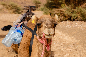 Camel in the Sahara Desert, Morocco