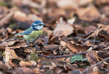 Blue tit