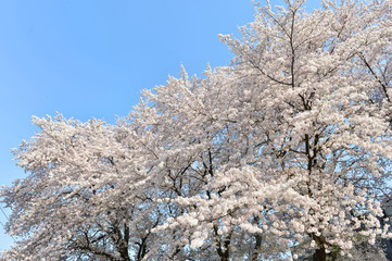 桜