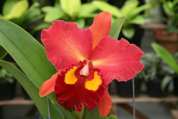 Obraz premium close-up of a blossom of an orchid