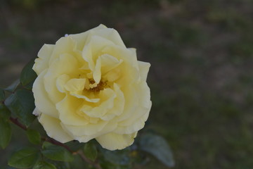 Beautiful bouquet of roses with nice breakfast