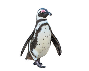 South Africa Penguins in the Boulders Beach Nature Reserve. Cape Town, South Africa , isolate on...