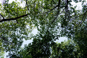 Obraz premium Looking from the bottom to the top of the tree to sky. Mangrove forest.