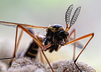 Naklejka premium Cranefly