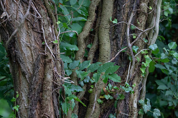 Obraz premium gespaltene Bäume