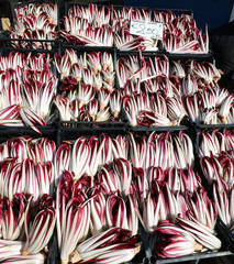 red chicory called RADICCHIO TARDIVO of Treviso for sale in Ital