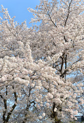 満開の桜