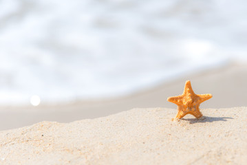 Fototapeta na wymiar Starfish on the beach background blue sky. Summer Concept