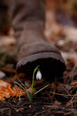 Human foot stepping on a snowdrop in the forest