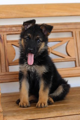 portrait of german shepherd pastor alemao cachorro