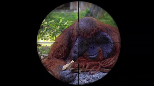 Orangutan Monkey (Pongo) Seen in Gun Rifle Scope. Wildlife Hunting. Poaching Endangered, Vulnerable, and Threatened Animals