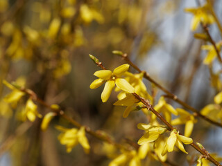 Fleurs jaunes, or et brillantes du Forsythia hybride ou Forsythia de Paris (Forsythia ×intermedia)
