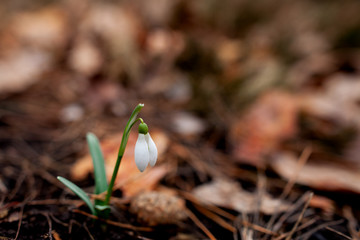 Snowdrop blossomed in the forest after winter