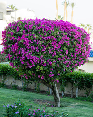 Fototapeta na wymiar flower bush tree