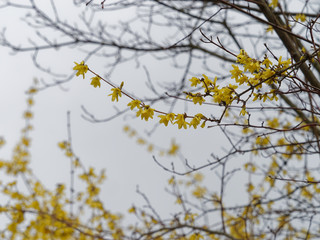 Forsythia ×intermedia - Le Forsythia hybride ou Forsythia de Paris au printemps aux rameaux garnis de fleurs jaunes or brillantes