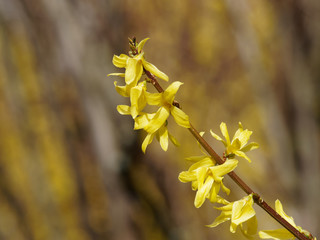 Fleurs jaunes, or et brillantes du Forsythia hybride ou Forsythia de Paris (Forsythia ×intermedia)
