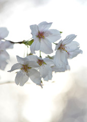 逆光の桜の花びら