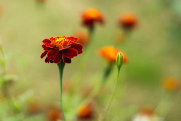 marigold flower beautiful picturesque vivid colorful garden floral concept photography environment with blurred unfocused environment 