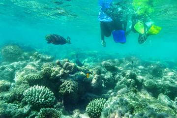 Naklejka na ściany i meble Rear view of unrecognizable couple snorkeling .Underwater view of coral reefs, and fish