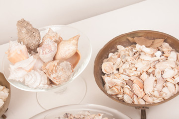 sea shells on a vase