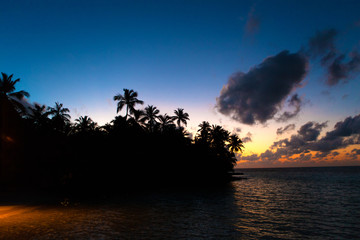Obraz na płótnie Canvas sunset over palms beach and sea.Copy space