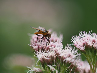 Gelbe Fliege auf Wasserdost