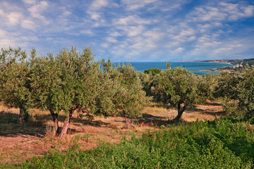 Chieti, Abruzzo, Italy: olive tree orchard in the Adriatic sea coast