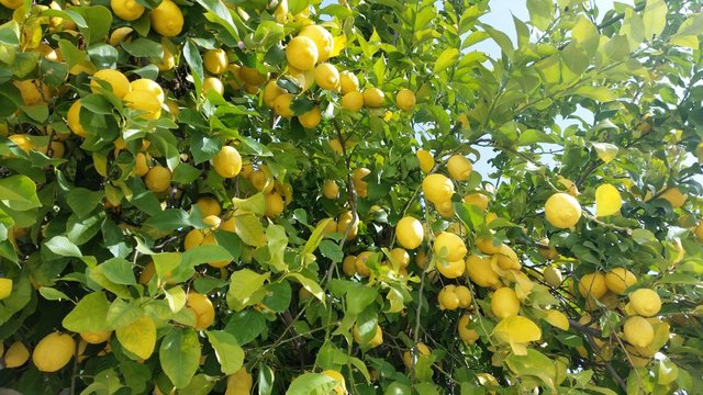 Zitronenbaum, zitronen, lemon,citrusfr&uuml;chte, s&uuml;dfrucht, gelb, vitamin, baum