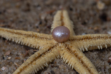 Perle