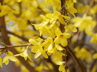 Fleurs jaunes, or et brillantes du Forsythia hybride ou Forsythia de Paris (Forsythia ×intermedia)