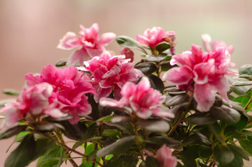 Fototapeta premium pink azalea. flower in a pot