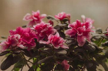 pink azalea. flower in a pot