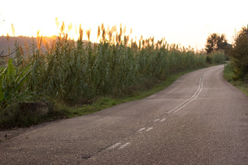 country side rural environment empty lonely soft focus car road along field in evening sunset time 